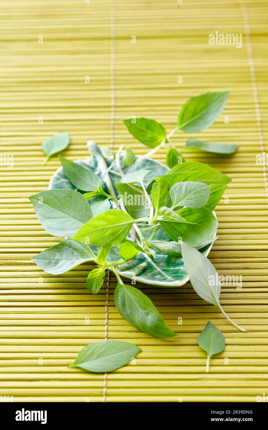 Fresh Thai basil Stock Photo Alamy