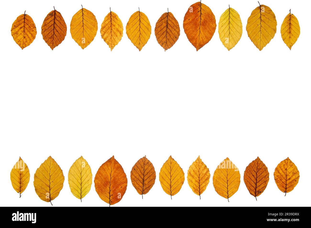 Beech leaves (Fagus) with autumn color and text free space Stock Photo