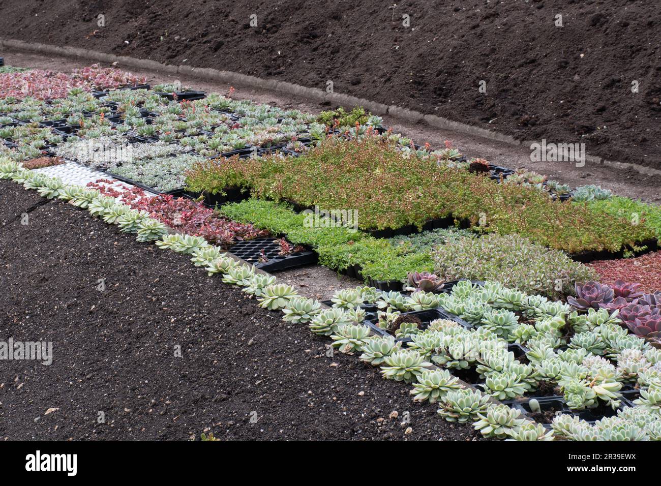 New bedding plants ready for planting out Stock Photo Alamy