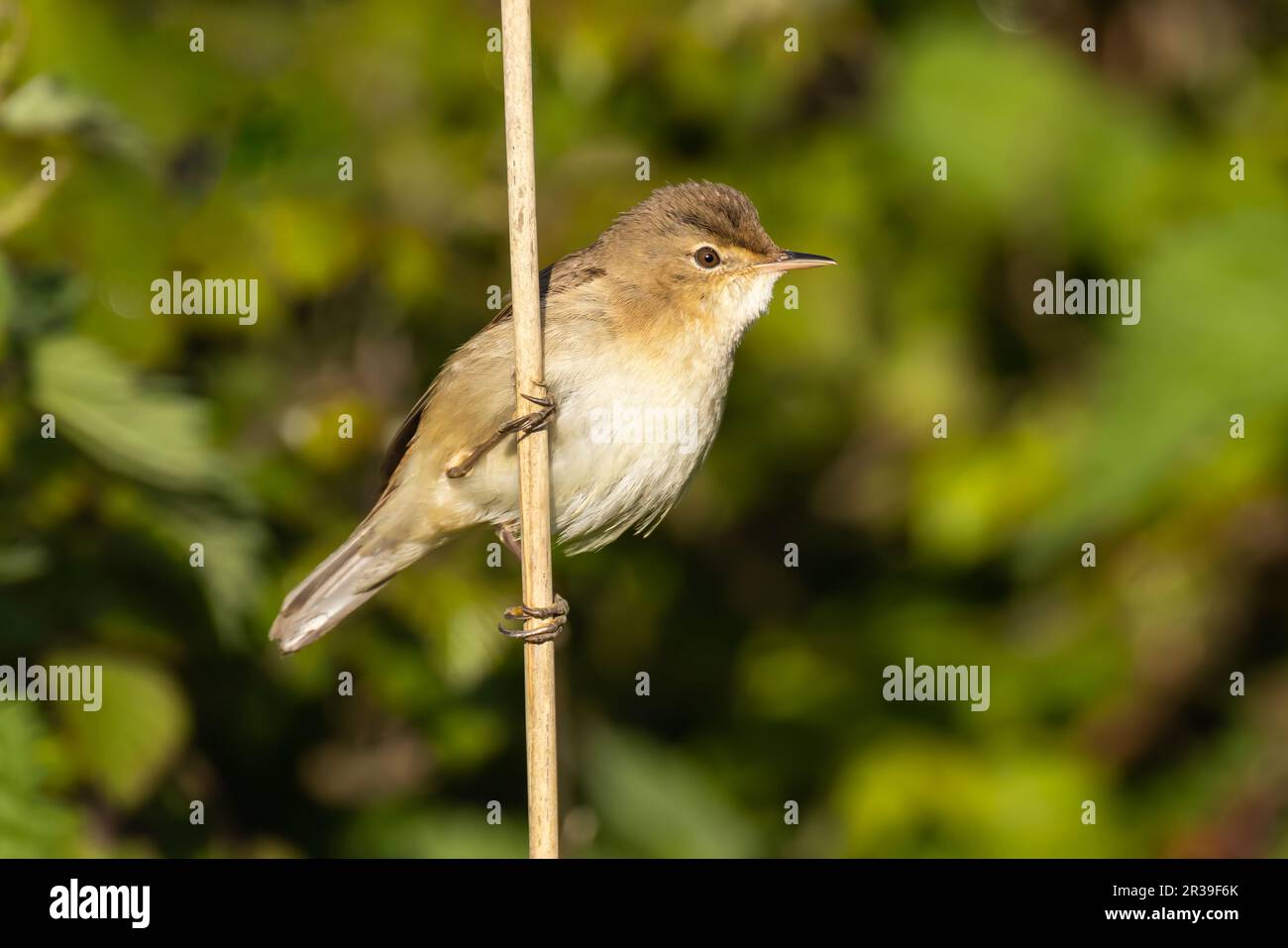 Reed Warbler clinging onto a n old reed Stock Photo