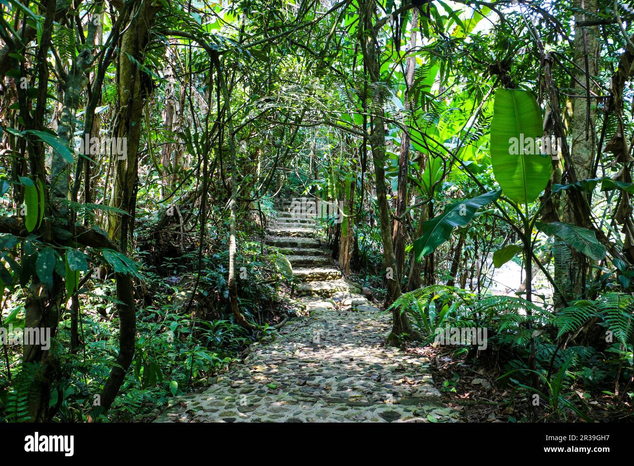Hainan island rainforest hi-res stock photography and images - Alamy