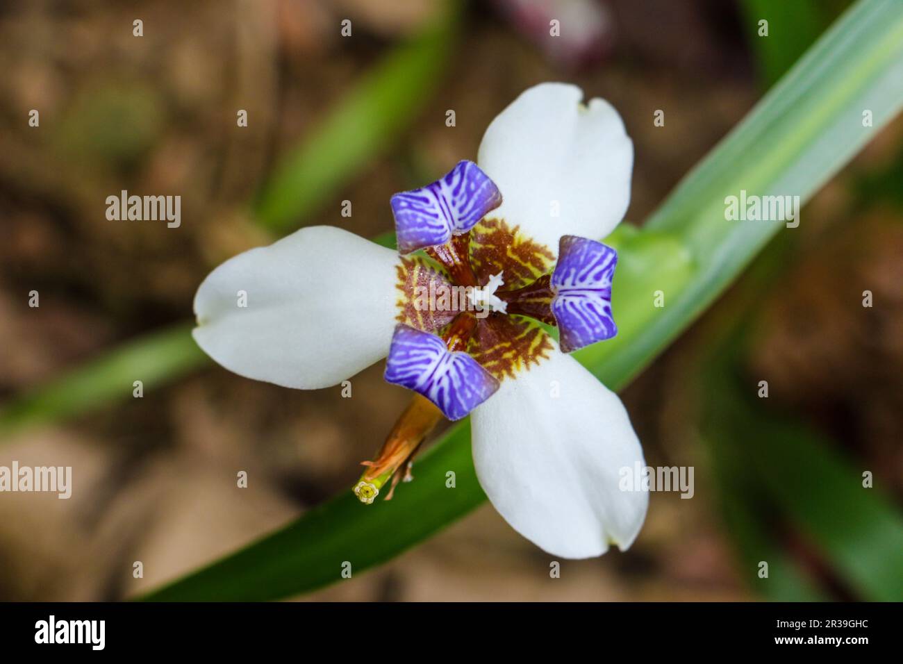 Tropical rainforest of hainan hi-res stock photography and images - Alamy