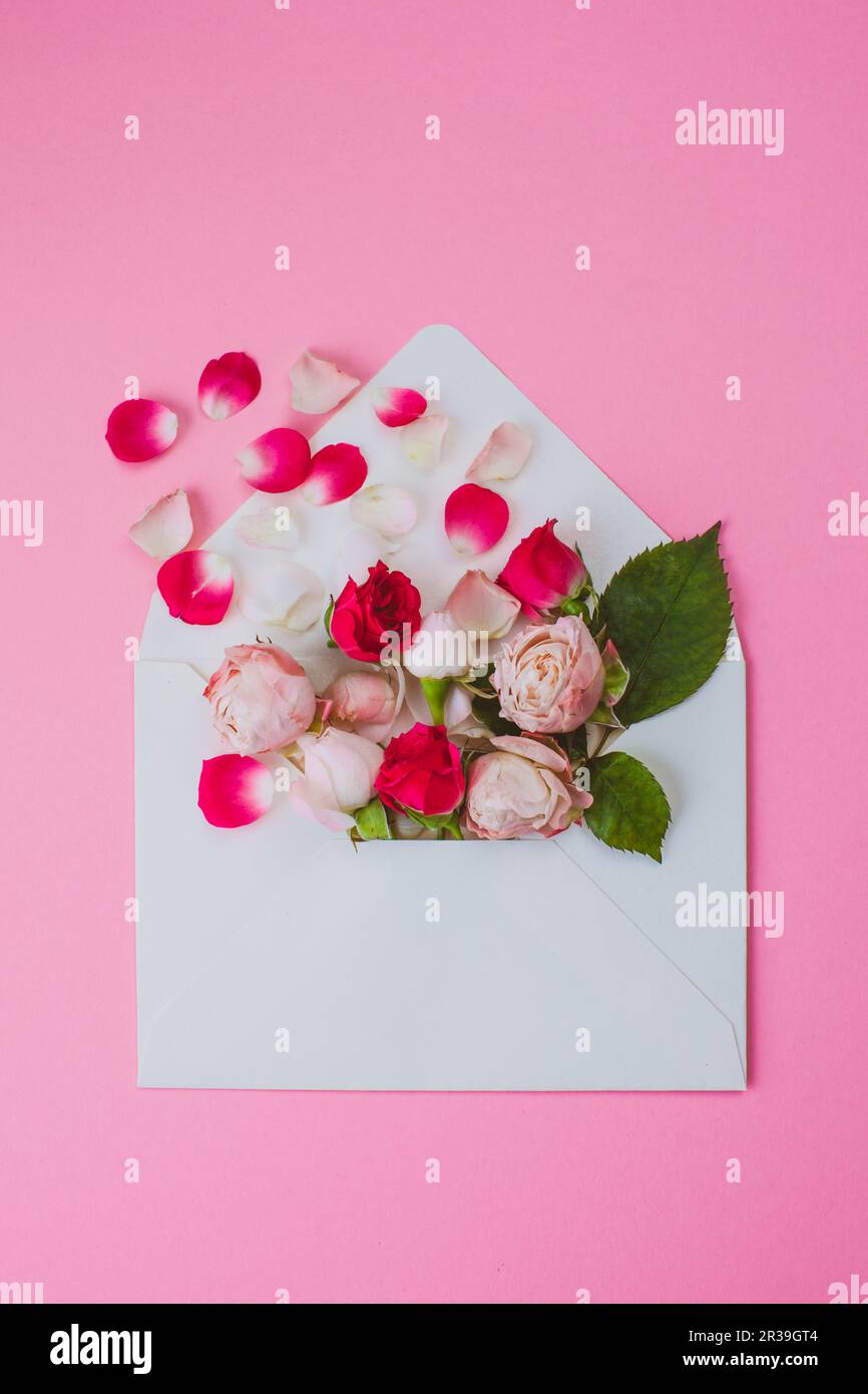Creative mock up with pink tea rose flowers, petals fly out of paper envelope. Love message, letter and gift Stock Photo