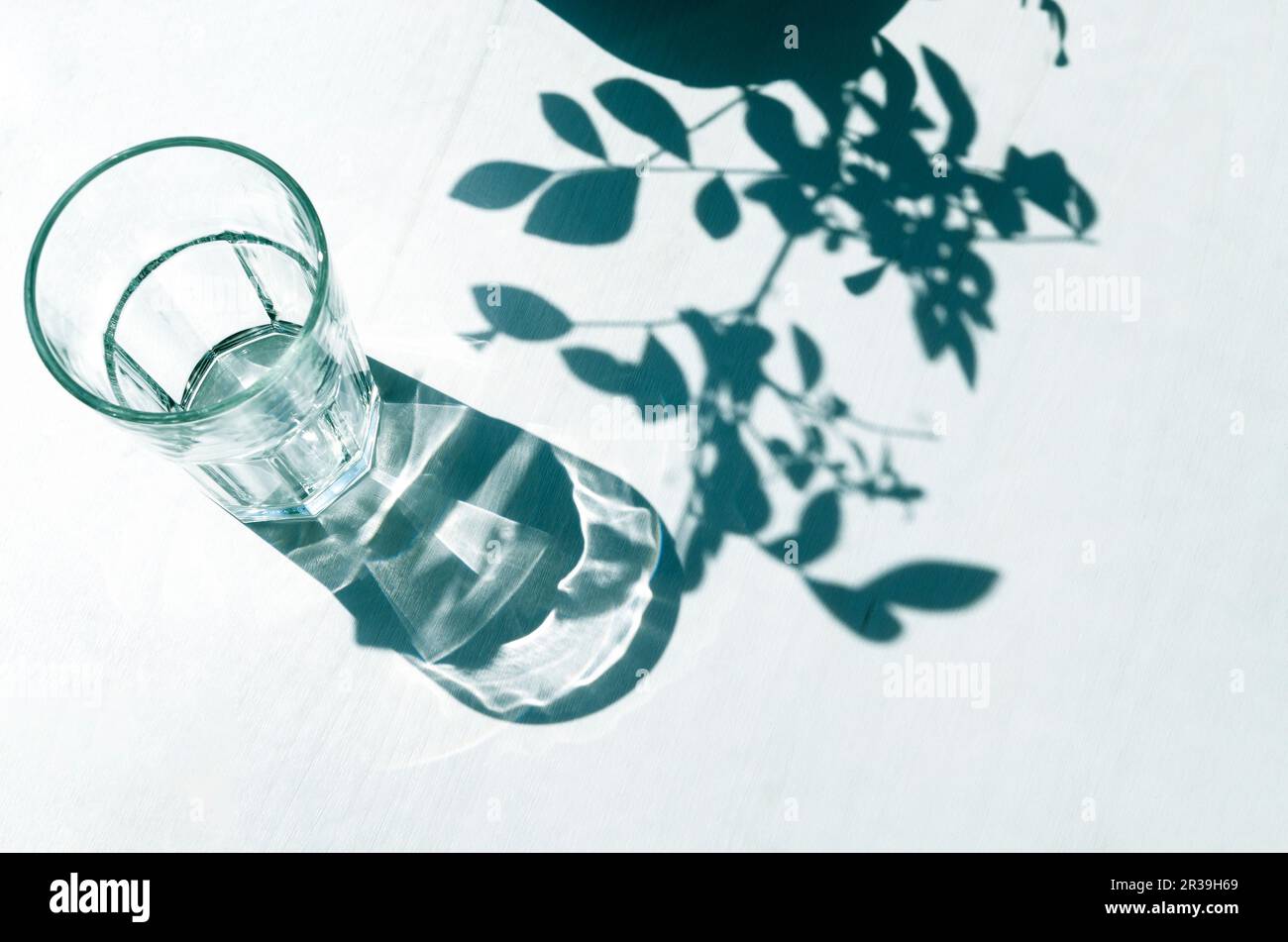 Sharp shadows from an empty glass and plants on a white background Stock Photo