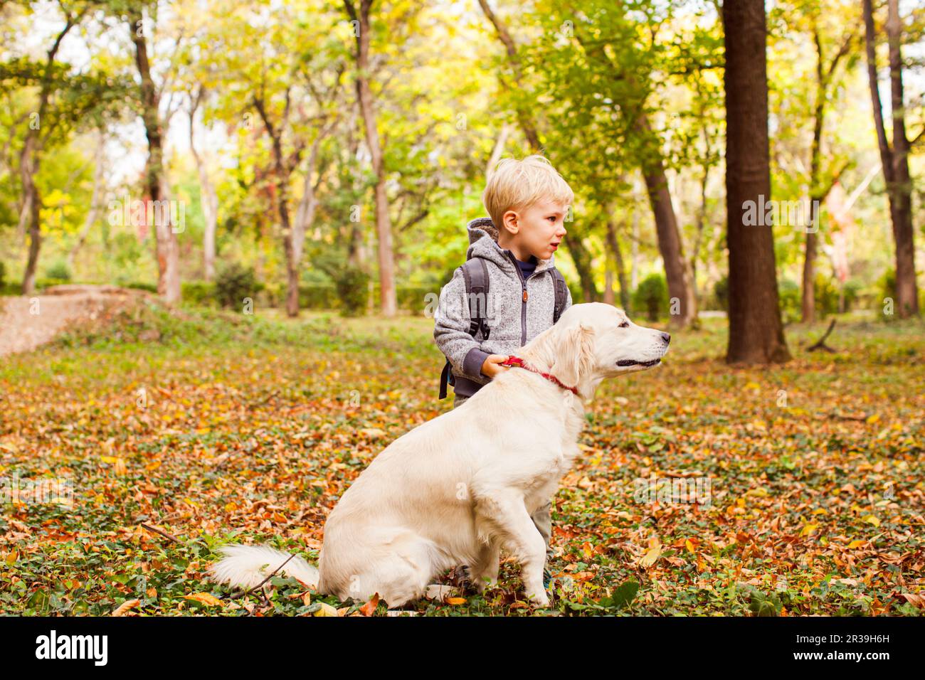 Little boy is training his dog at autumn forest Stock Photo
