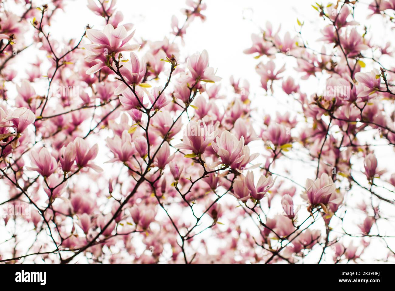 Flowering Magnolia liliflora tree in the spring Stock Photo