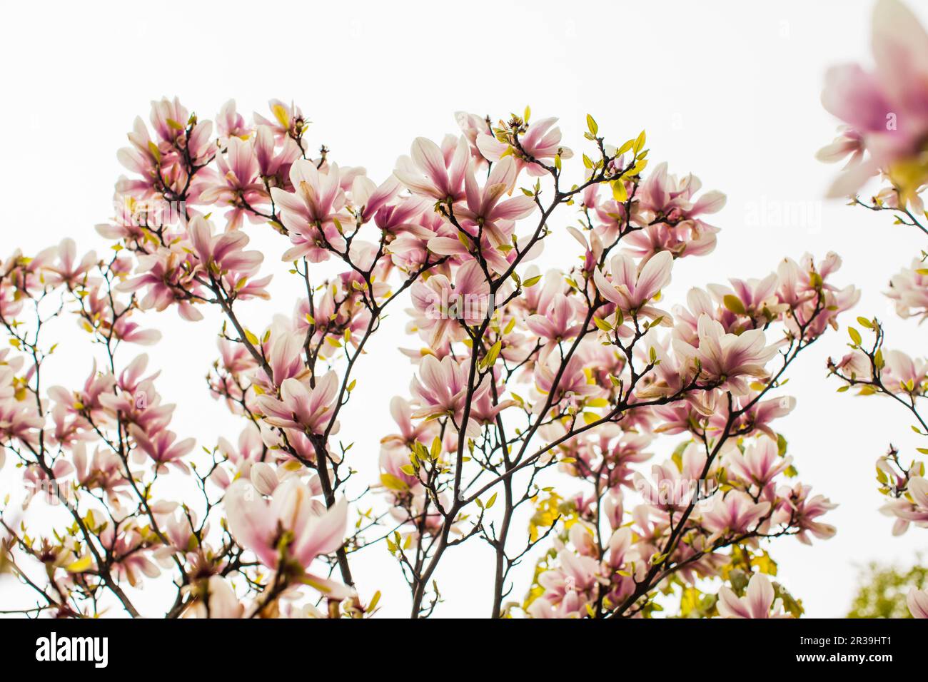 Flowering Magnolia liliflora tree in the spring Stock Photo