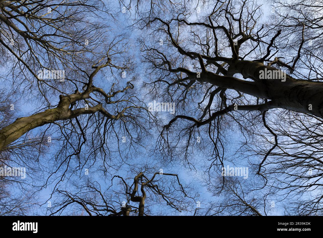 Kahle Buchen im Winter fotografiert aus der Froschperspektive Stock Photo