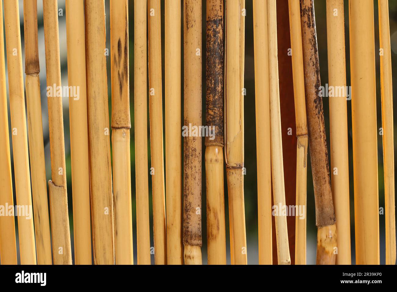 Balcony Privacy Screen made of bamboo Stock Photo