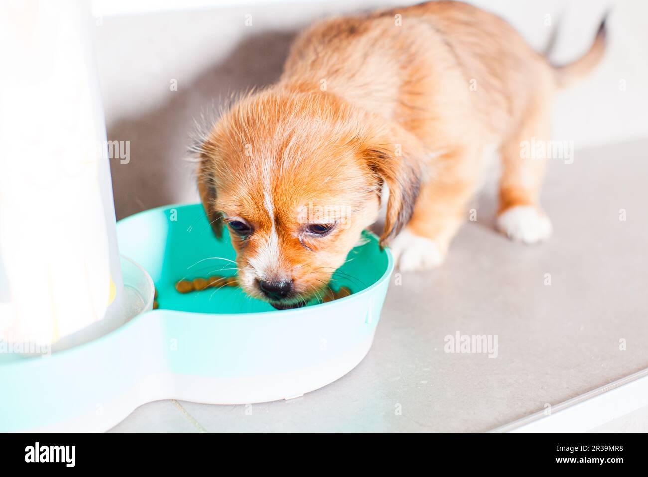 Close up puppy eating from the bowl Stock Photo