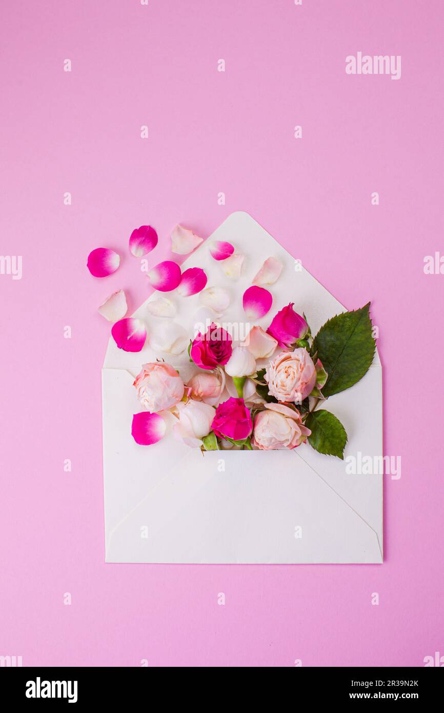 Greeting card with open envelope and pink tea rose flowers. Rose petals fly out of paper envelope. Stock Photo