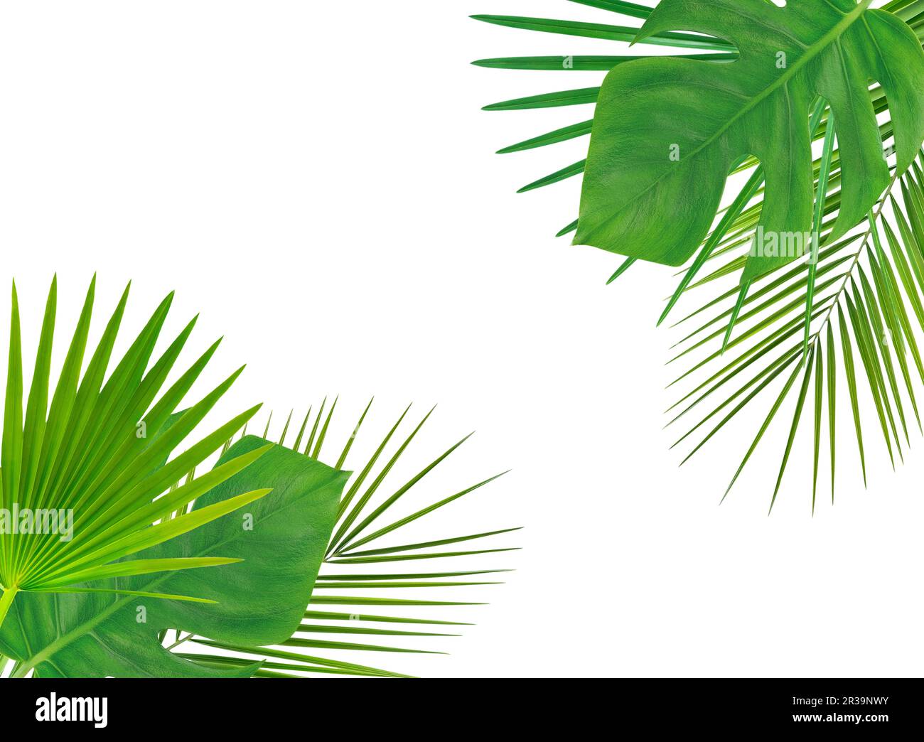 Frame with green tropical leaves. Isolated on white Stock Photo - Alamy