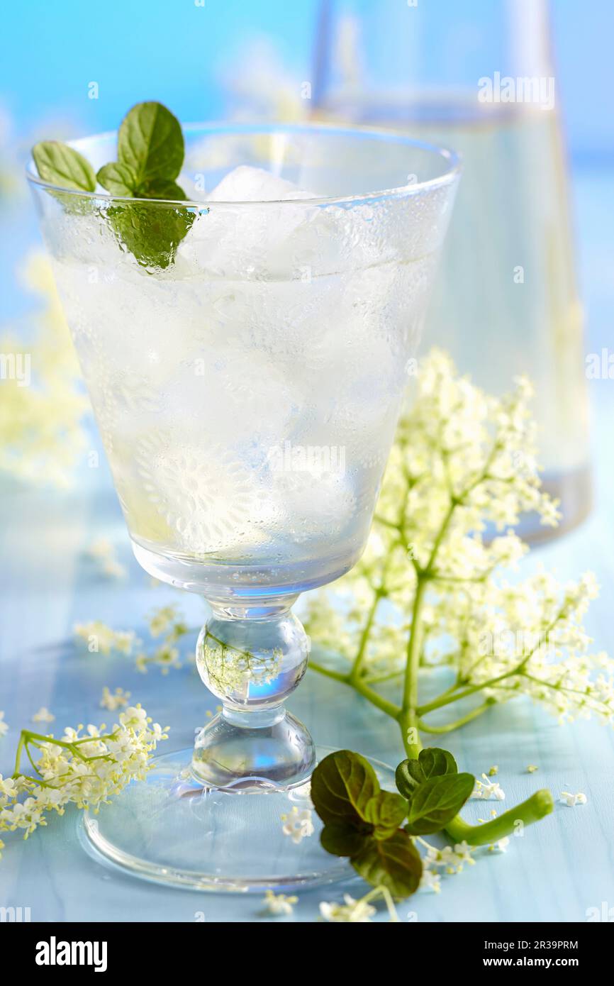 Homemade elderflower liqueur with fresh flowers Stock Photo