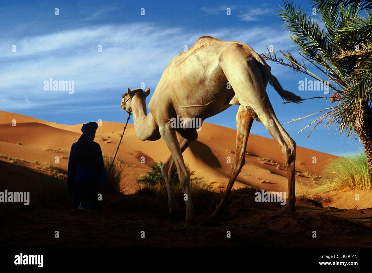 Nomada Bereber y su dromedario.Dunas de Erg-Chebbi.Merzouga.desierto del Sahara.Marruecos. Stock Photo