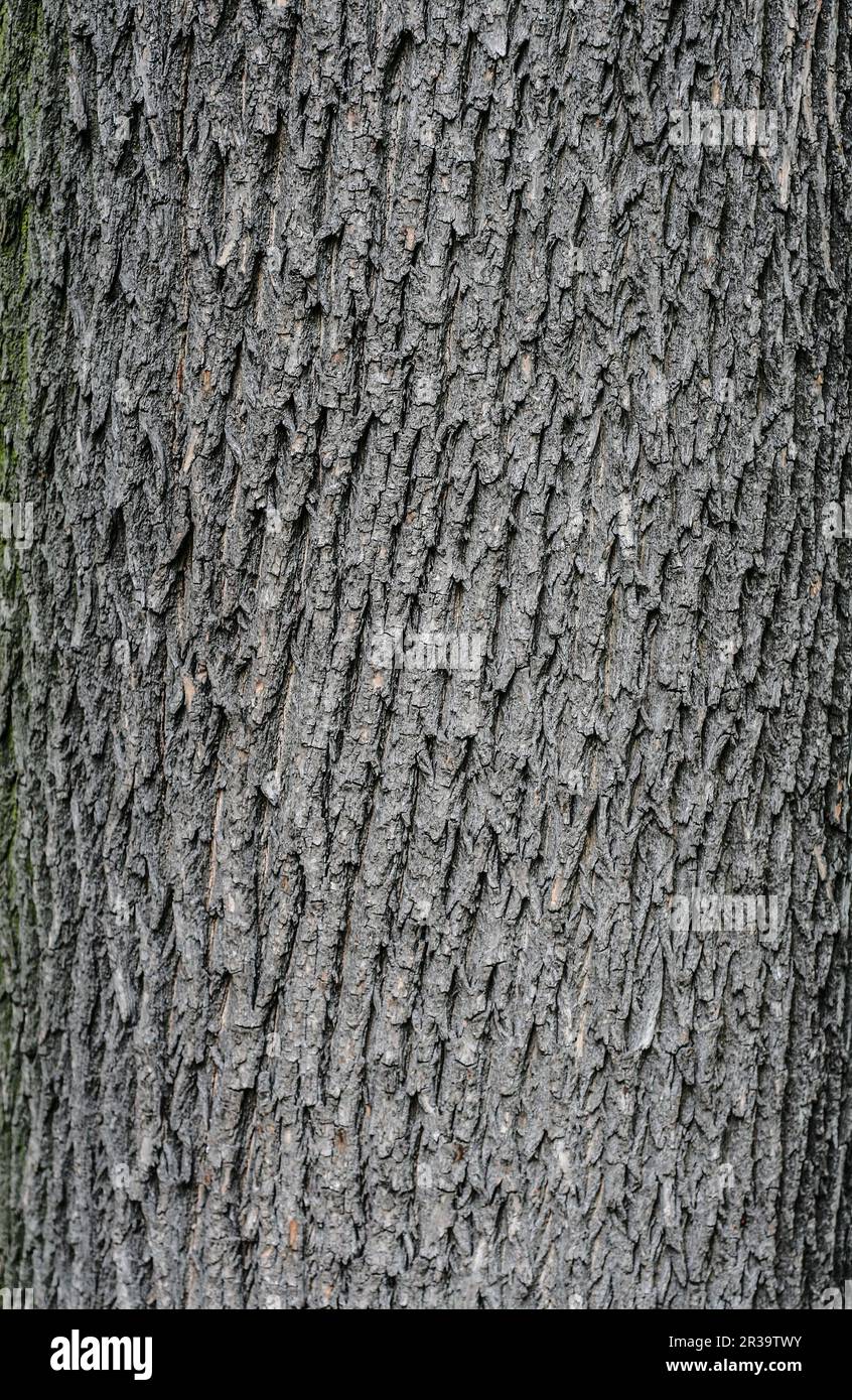 Textured organic forms hi-res stock photography and images - Alamy
