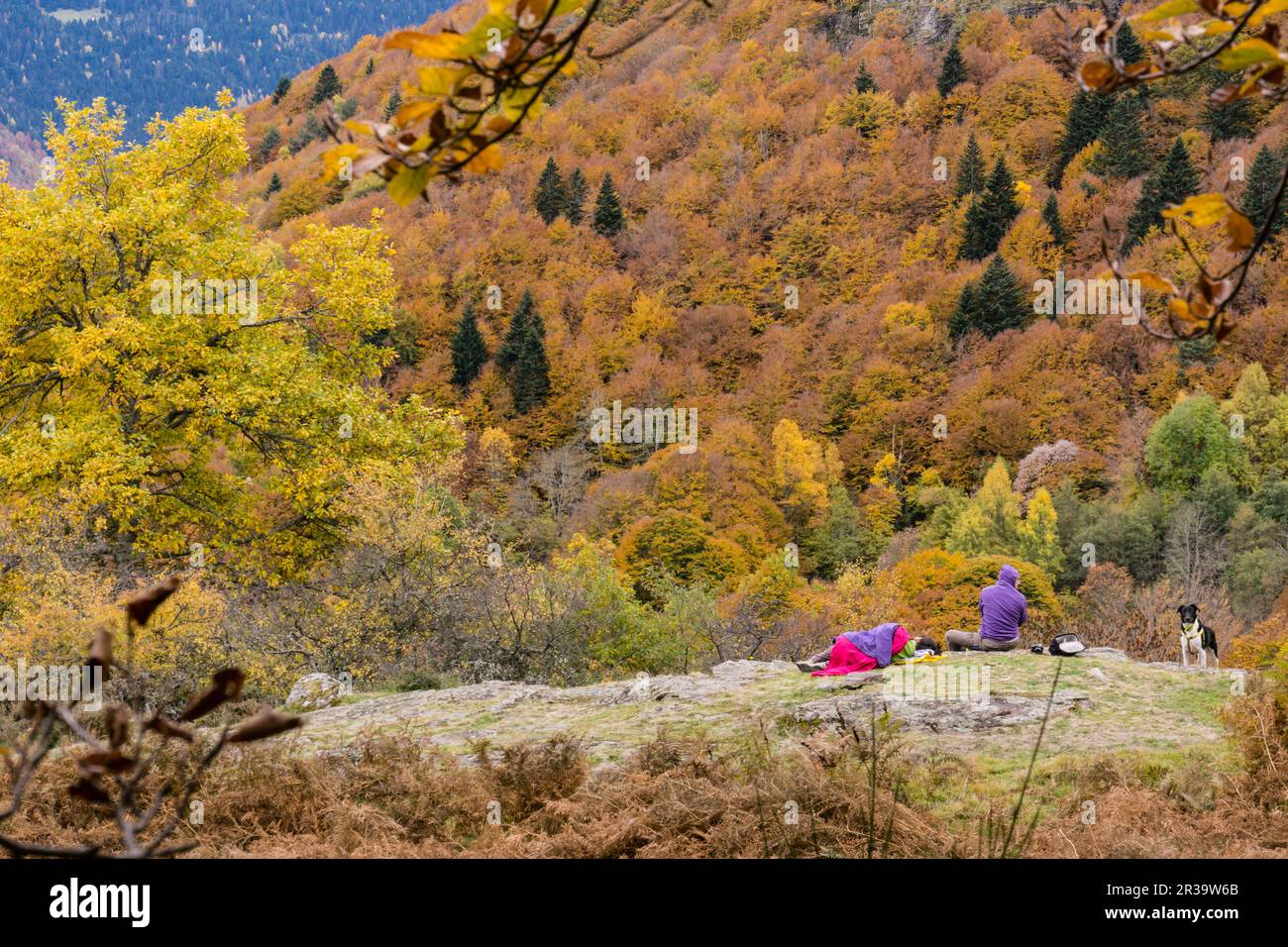bosque de Carlac, - hayedo de Carlac-, Bausen, valle de Aran ...