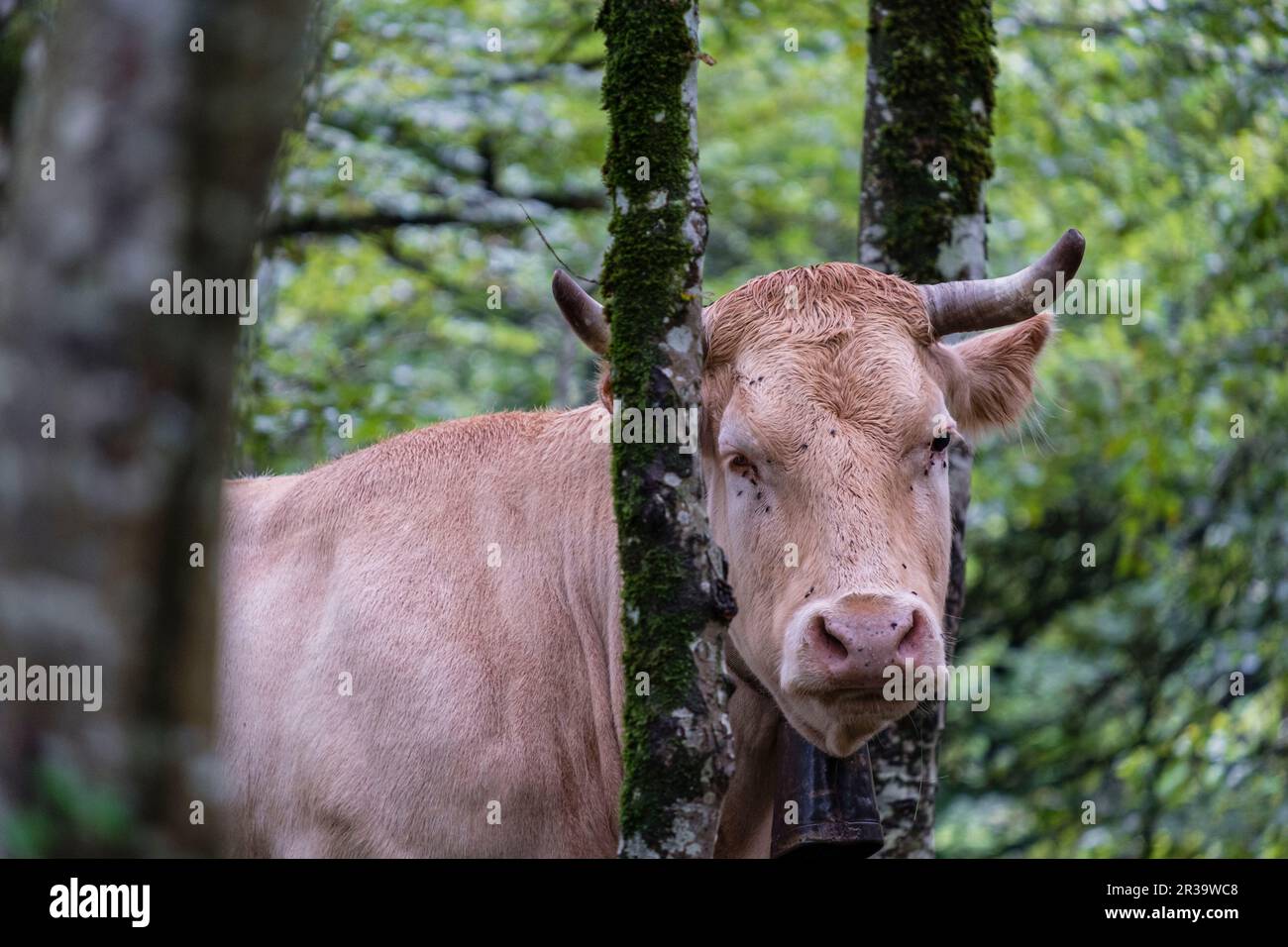 vaca pirenaica en el interior del hayedo, valle de Belagua, Isaba, Navarra, Spain, Europe. Stock Photo