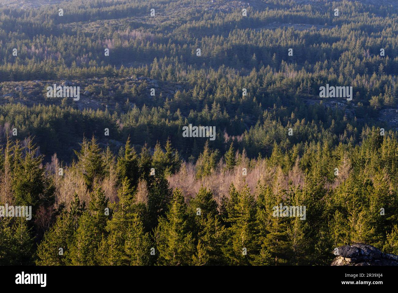 bosque de coniferas, Abeto de Douglas o pino de oregón, Pseudotsuga menziensii , Serra Da Estrela, Beira Alta, Portugal, europa. Stock Photo