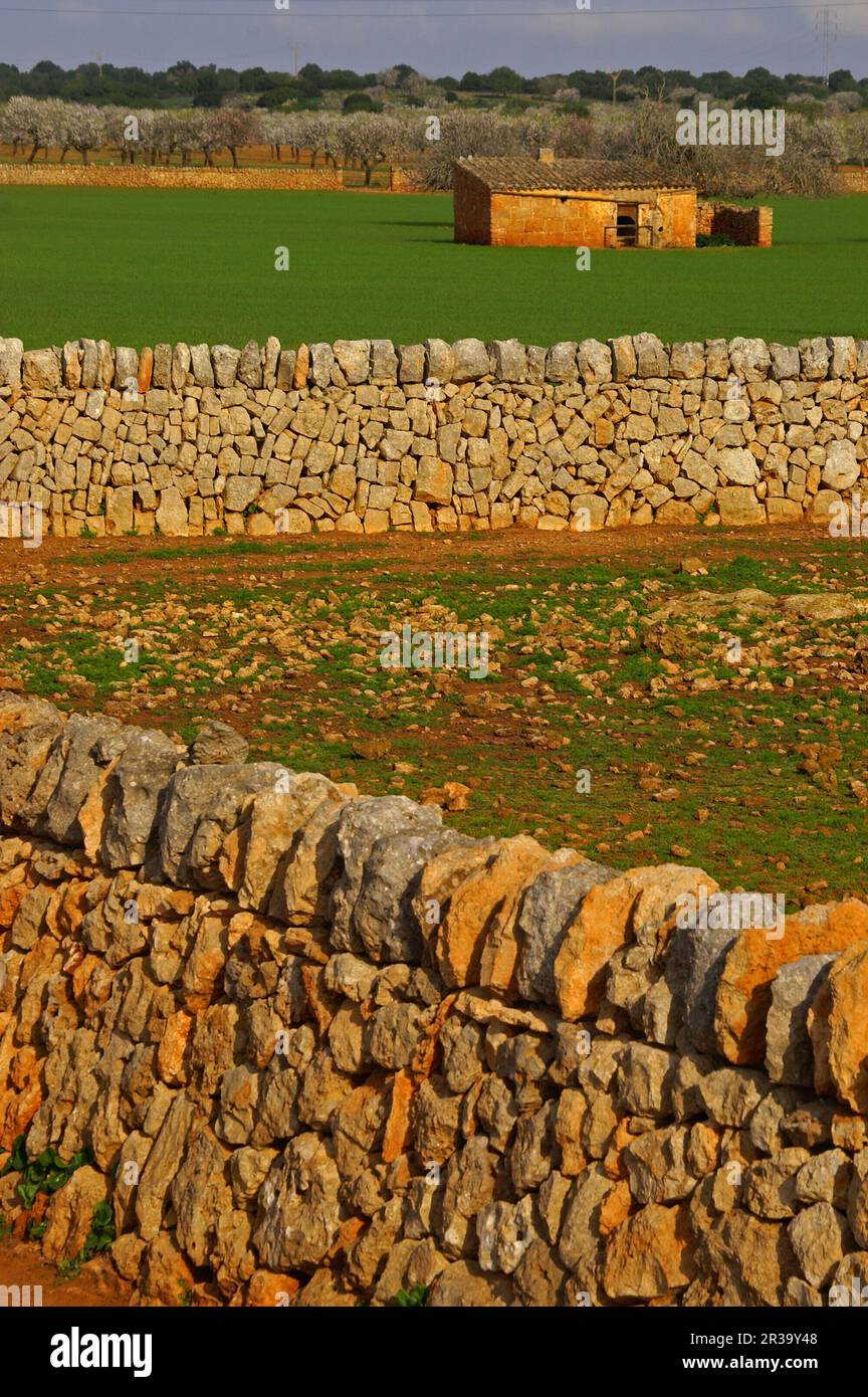 Muro de pared seca y casa de aperos. Cerca de Santanyi. Migjorn. Mallorca. Baleares.España. Stock Photo