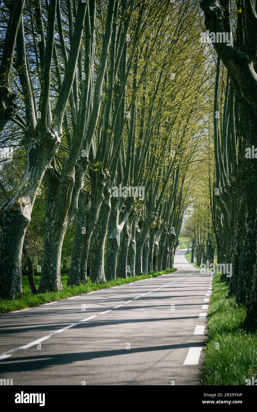 carretera,parque natural regional de Luberon,Provenza,Francia, Europa. Stock Photo