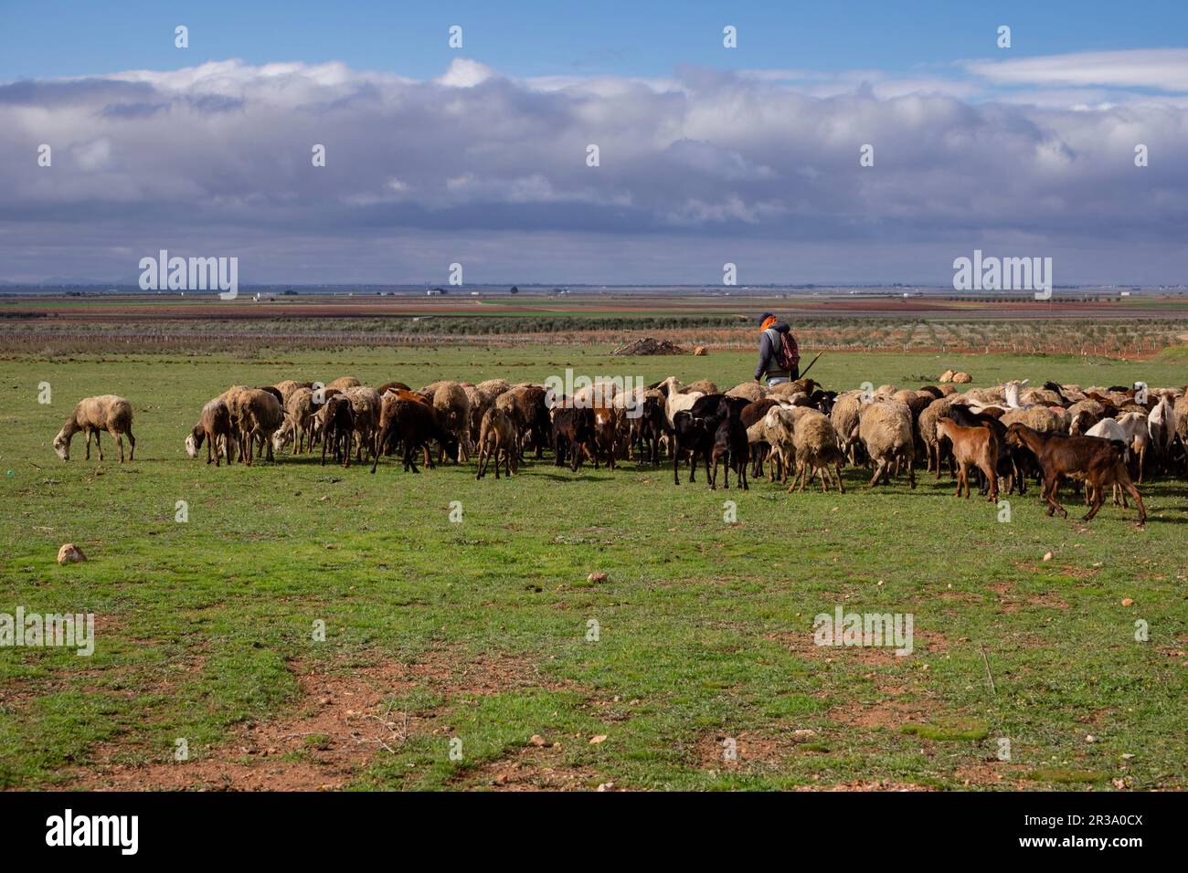 pastor con su rebaño, Campo de Criptana, provincia de Ciudad Real, Castilla-La Mancha, Spain. Stock Photo