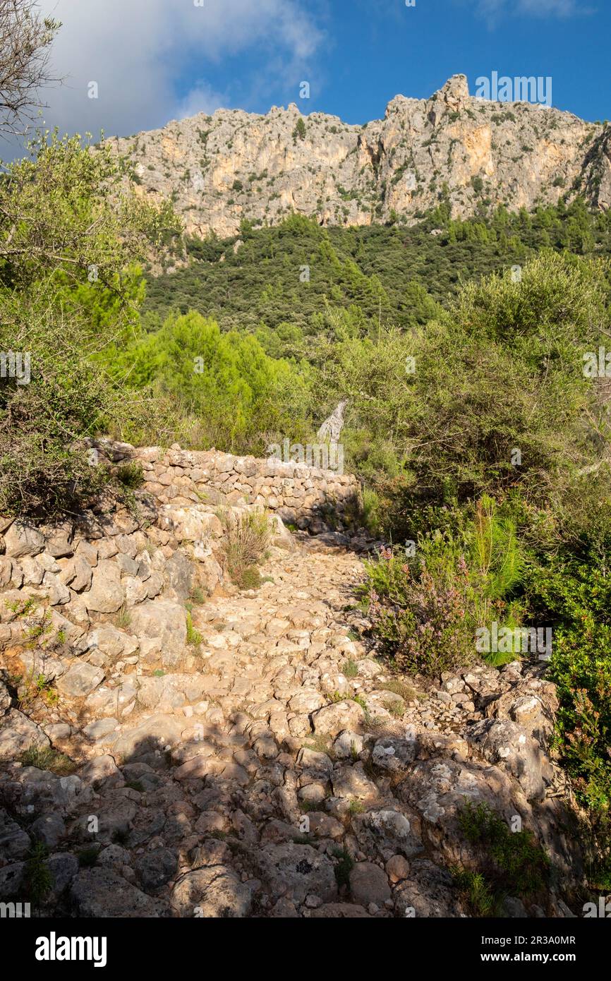 camino empedrado del Coll de Biniamar Paraje natural de la Serra de Tramuntana, Mallorca, balearic islands, Spain. Stock Photo