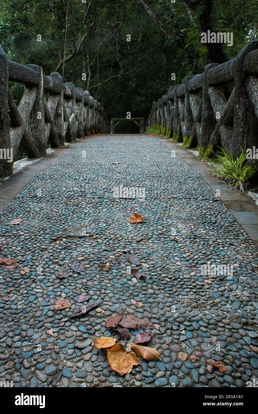 Dry leaves falling on the bridge in autumn Stock Photo