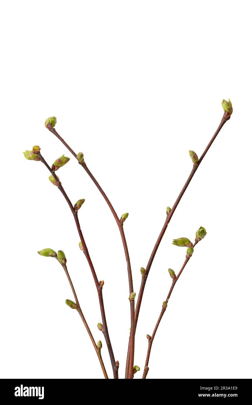 Branches of linden tree with buds, isolated Stock Photo