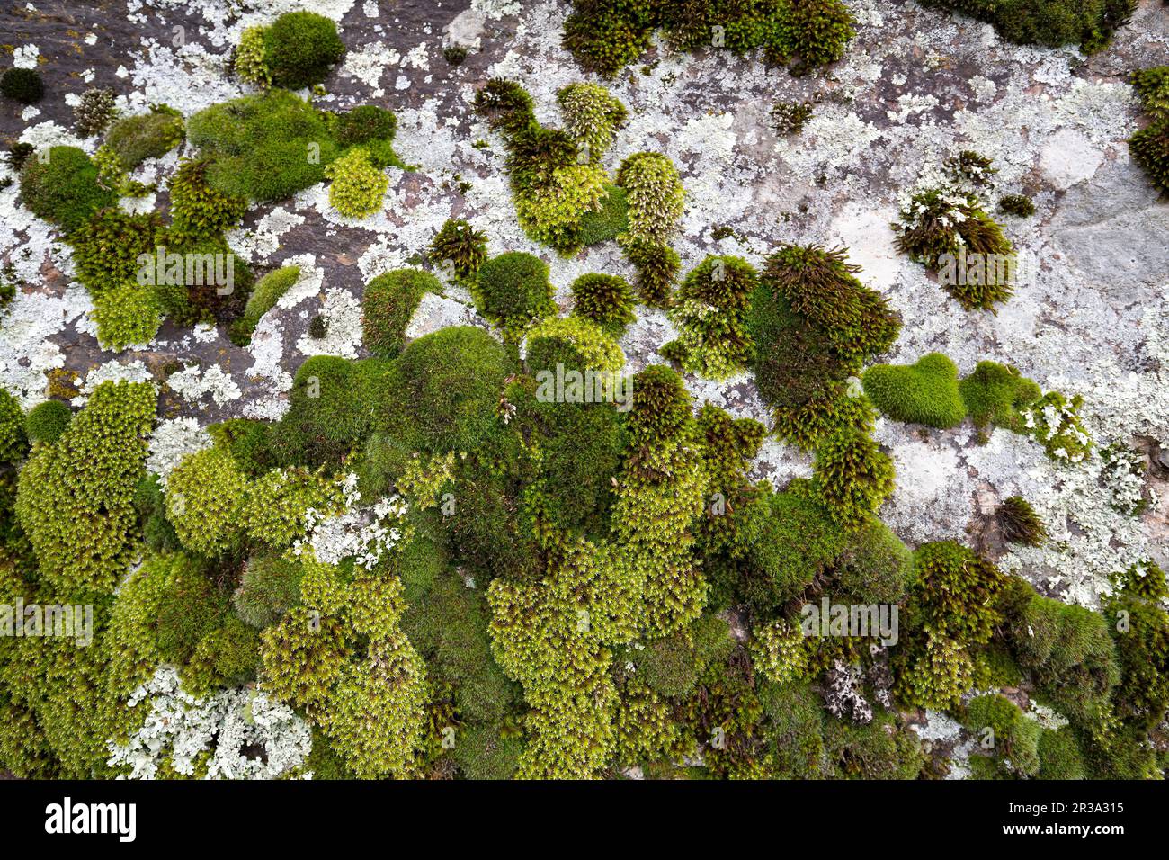 Wall covered with moss, close up Stock Photo