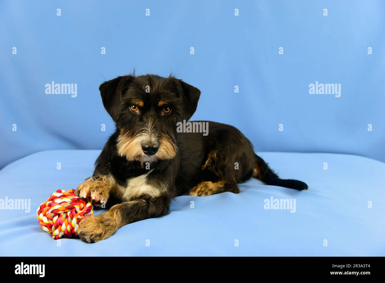 Wire-haired Dachshund-Terrier-Havanese crossbreed Stock Photo