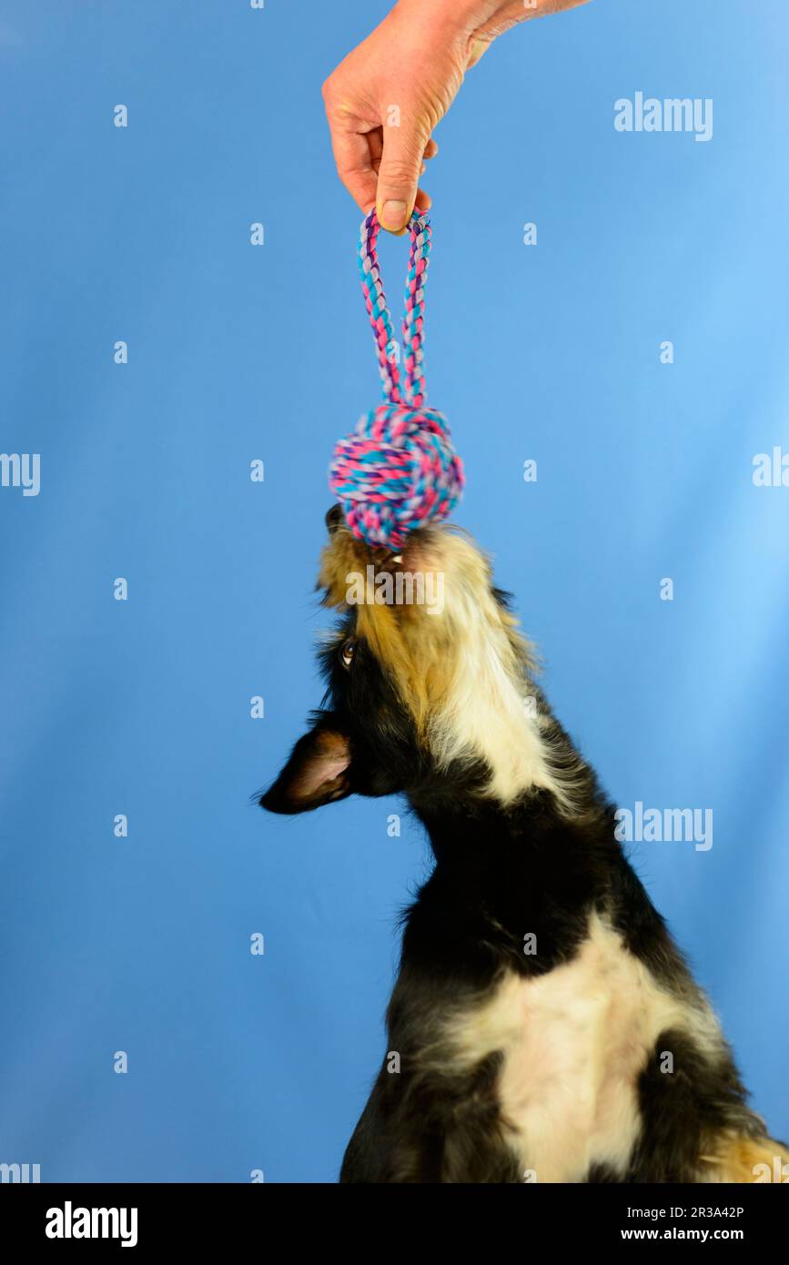 Wire-haired Dachshund-Terrier-Havanese crossbreed Stock Photo