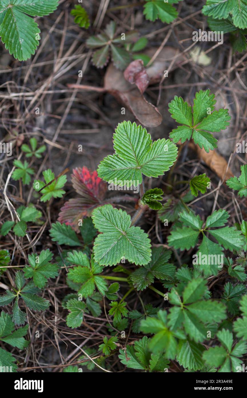 Wild strawberries in the greenhouse Stock Photo - Alamy