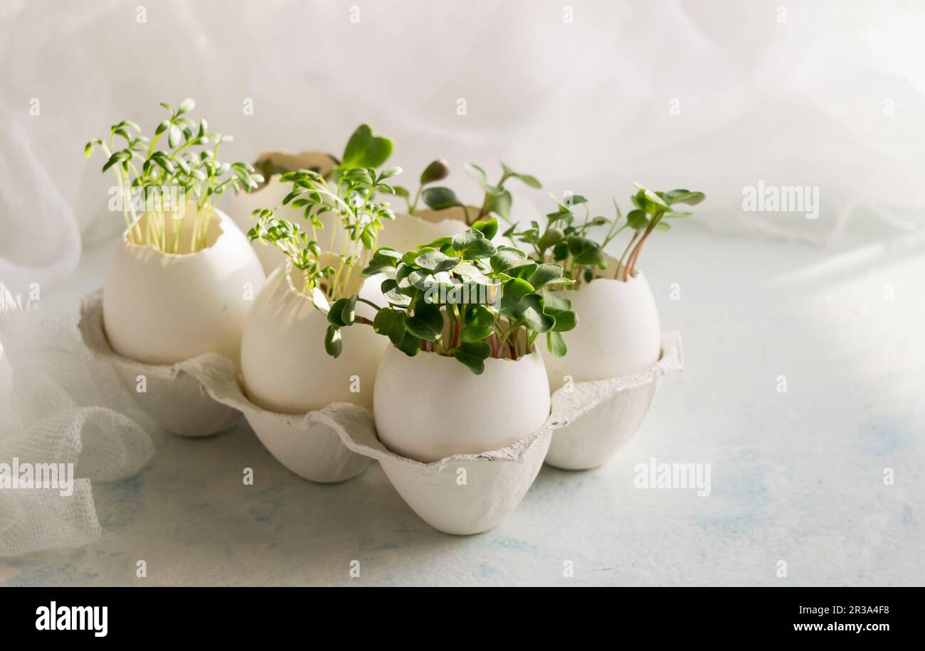 Microgreens in the eggshells, spring and easter concept Stock Photo