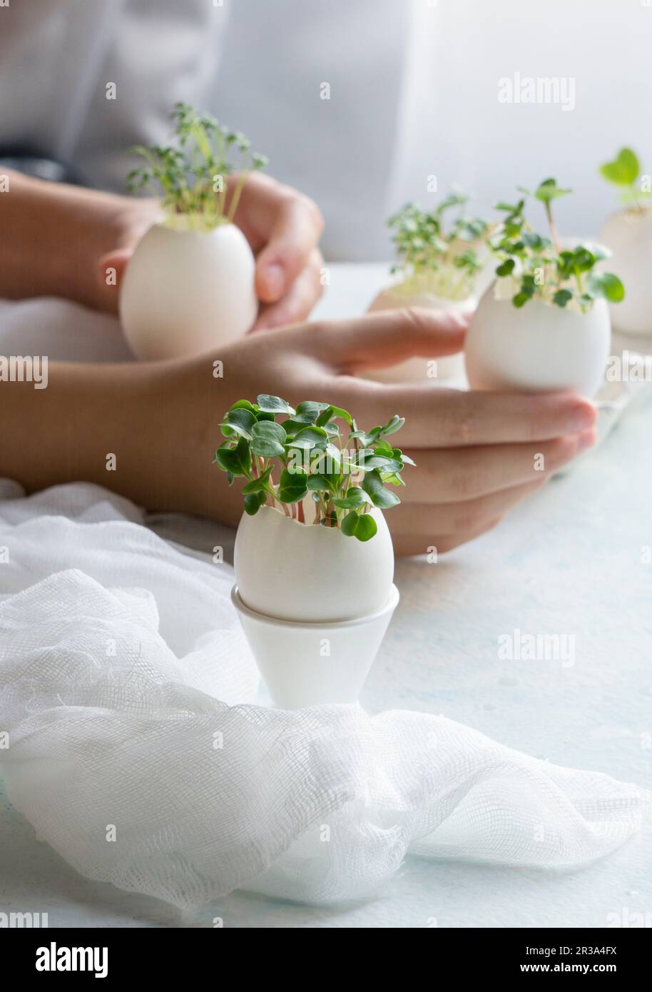 Microgreens in the eggshells, spring and easter concept Stock Photo