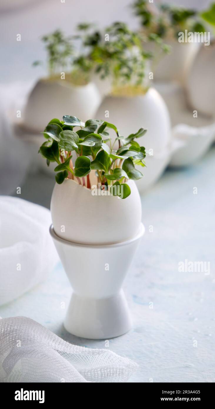 Microgreens in the eggshells, spring and easter concept Stock Photo