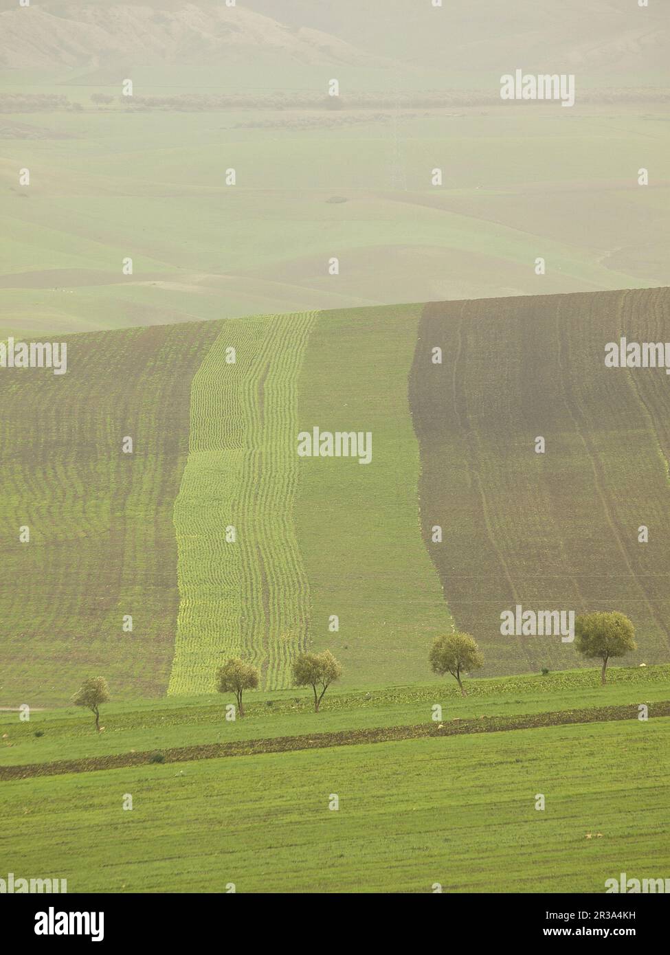 Cultivos de campo hi-res stock photography and images - Alamy