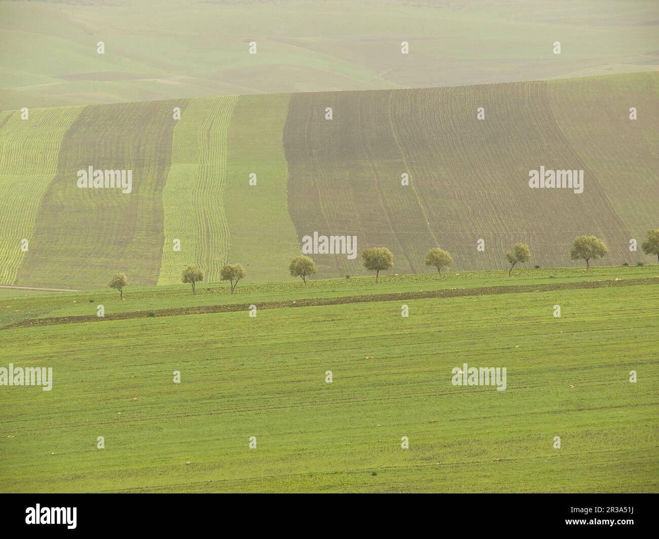 Cultivos de campo hi-res stock photography and images - Alamy