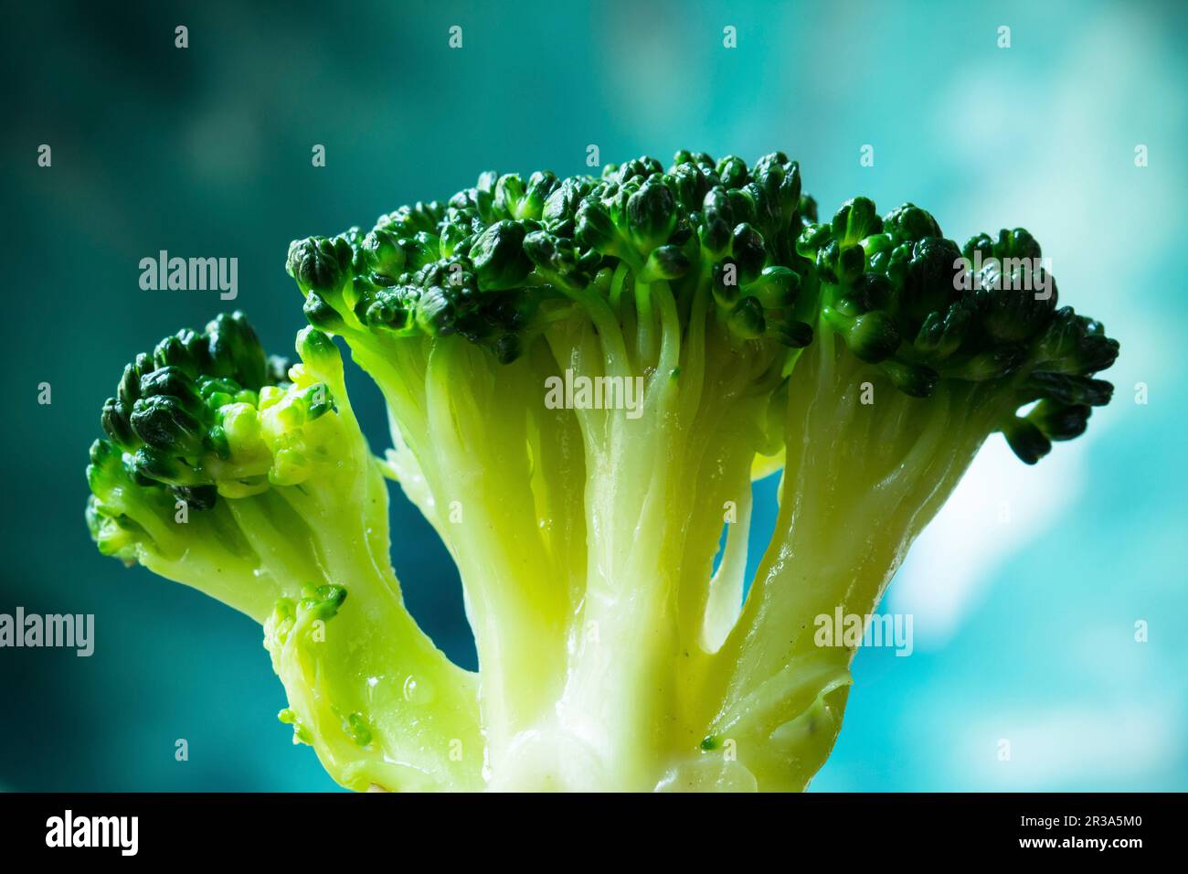 Blanched broccoli florets hires stock photography and images Alamy