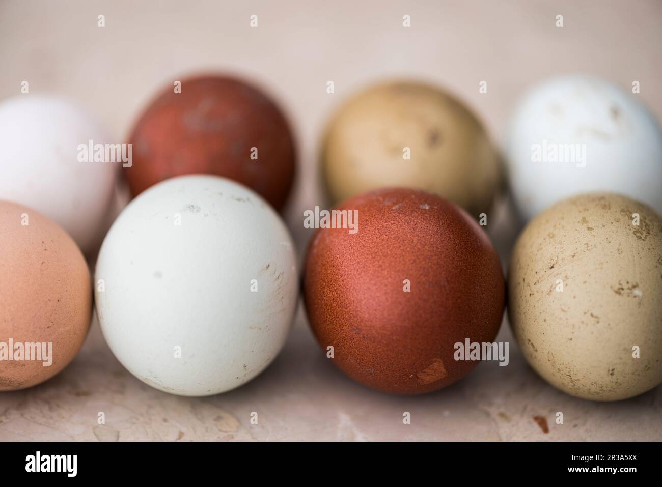 Various coloured eggs Stock Photo
