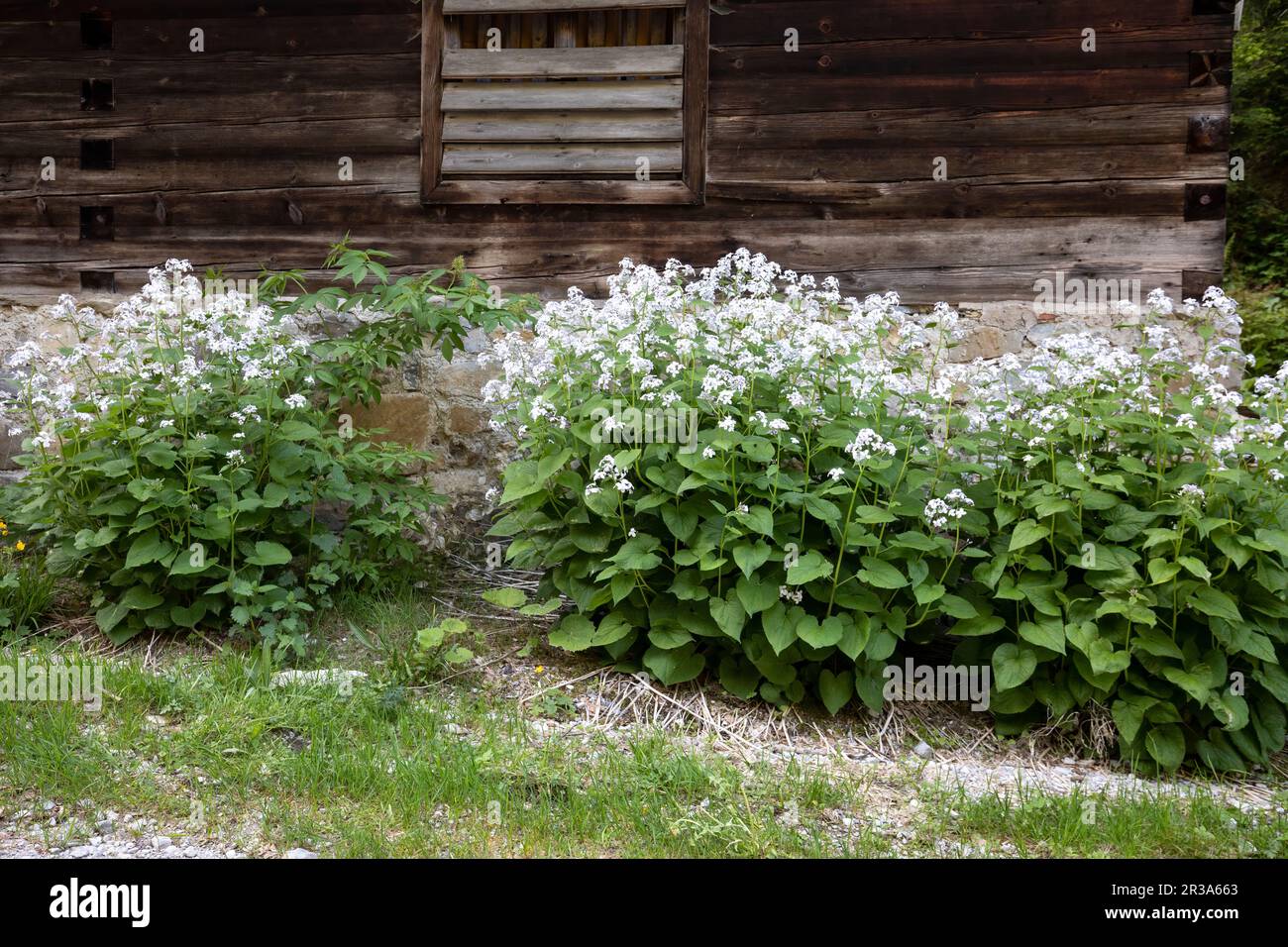 Perennial silverleaf (Lunaria rediviva) in full bloom Stock Photo