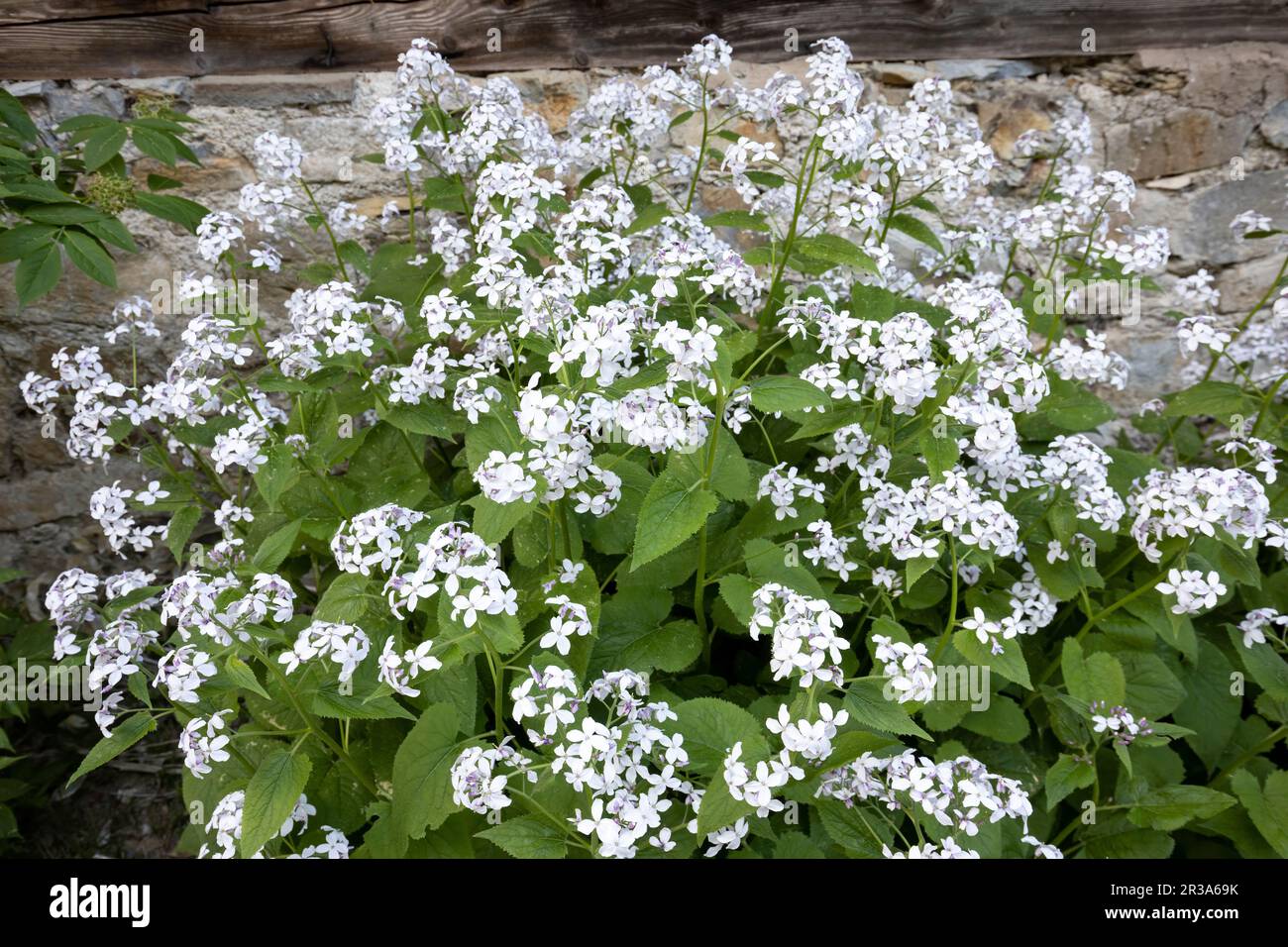 Rediva Lunaria rediviva in bloom hi-res stock photography and images - Alamy