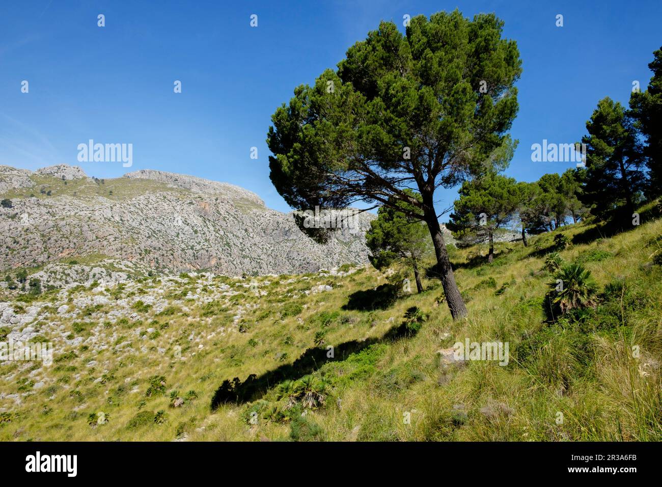 Mola de sEsclop, 929 mts, y coma des Voltors, Finca Pública Galatzó ...