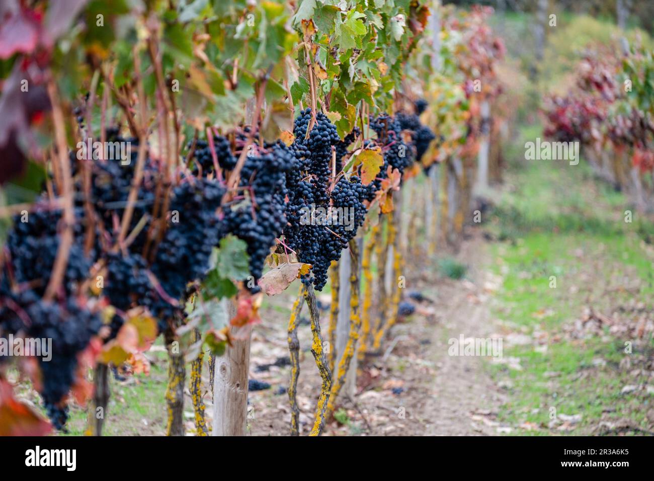 Autumnal vines near Cubillo de Ebro, Valderredible, Cantabria, Spain. Stock Photo