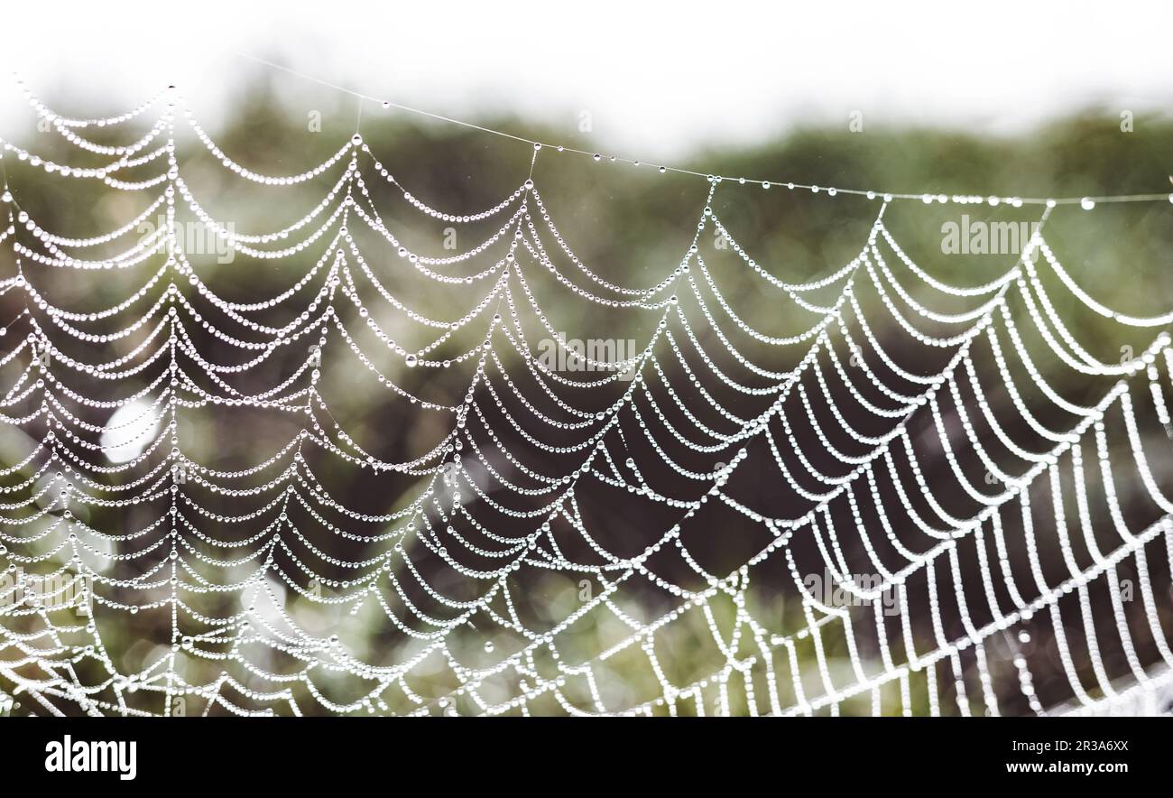 Early morning dew water droplets clinging to a spiders web in rural