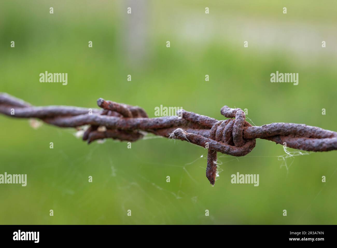 Detail of barbed wire fence Stock Photo
