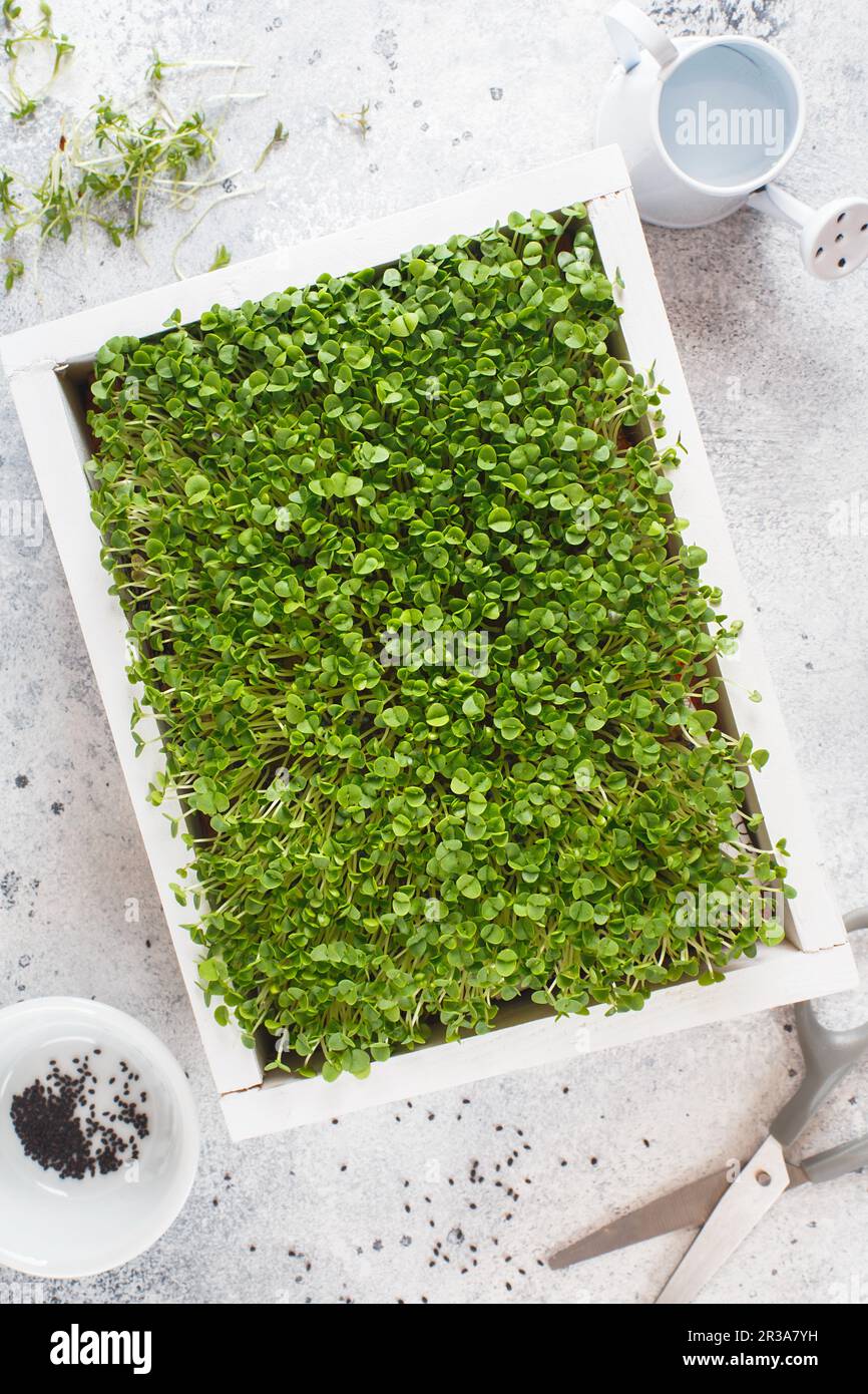 Close-up of basil microgreens in the white wooden box. Sprouting ...