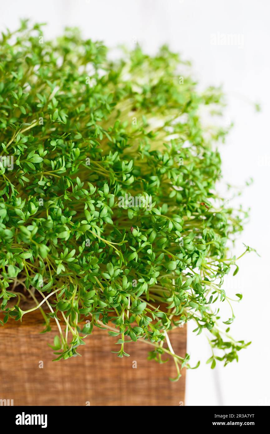 Fresh greens. Growing sprouts. Close-up of watercress salad microgreens ...