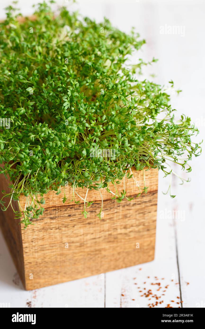 Fresh greens. Growing sprouts. Close-up of watercress salad microgreens ...