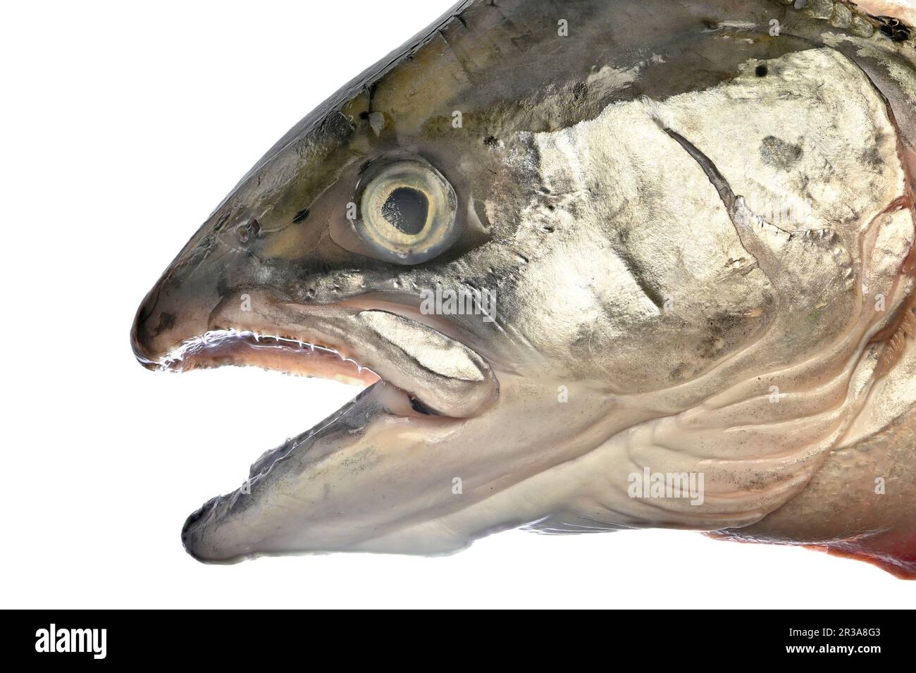 Salmon (Salmo salar) closeup of head. Stock Photo