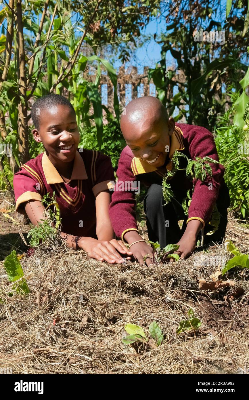 School children learning about agriculture and farming Stock Photo Alamy